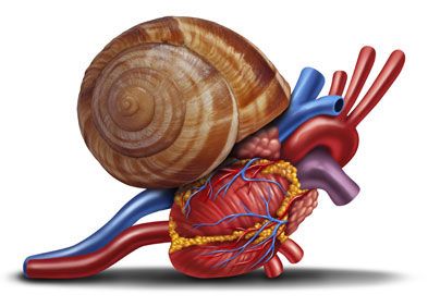 Le parcours insuffisance cardiaque